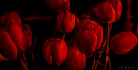 03-10 Night Time Tulips--2