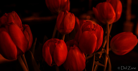 03-10 Night Time Tulips--2