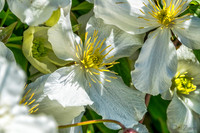 05-20 Clematis & Rhododendron TIFFs--2