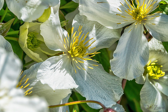 05-20 Clematis & Rhododendron TIFFs--2