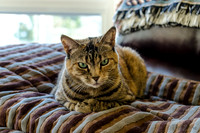 Cats on Parade-5