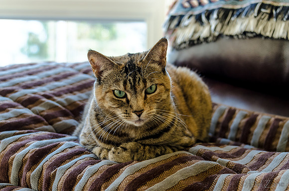 Cats on Parade-5