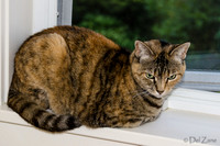 Cats on Parade-17