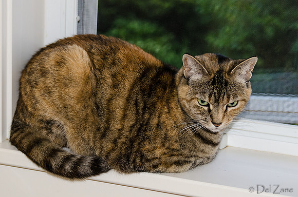 Cats on Parade-17