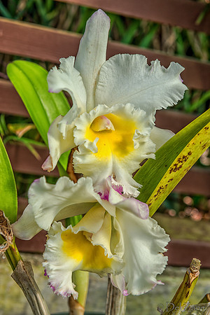 01-23 Kula Botanical Gardens TIFFs--20