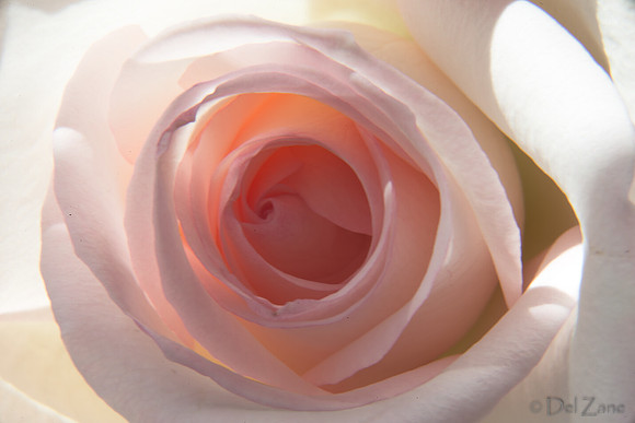 05-03 Macro All 28-300mm D600 Bouquet-2-3
