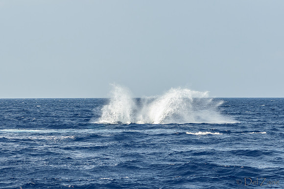 01-28 Whales TIFFS--17