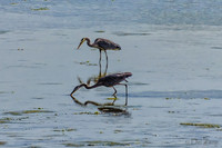 Great Blue Herons-6