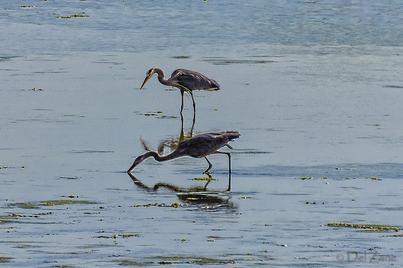 Great Blue Herons-6