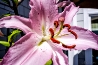 07-21 Lillies TIFFs--6