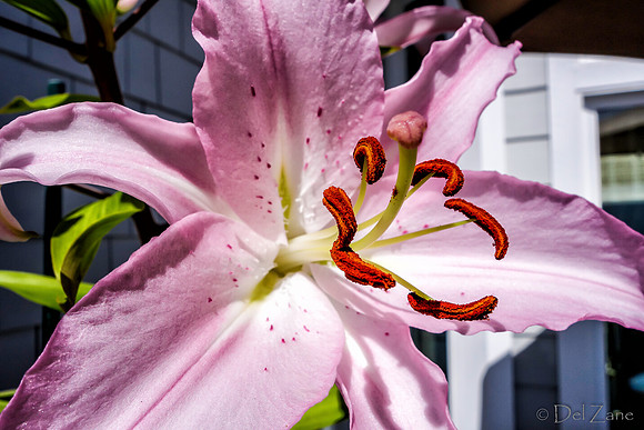 07-21 Lillies TIFFs--6