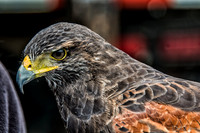 07-20 Hawk--2