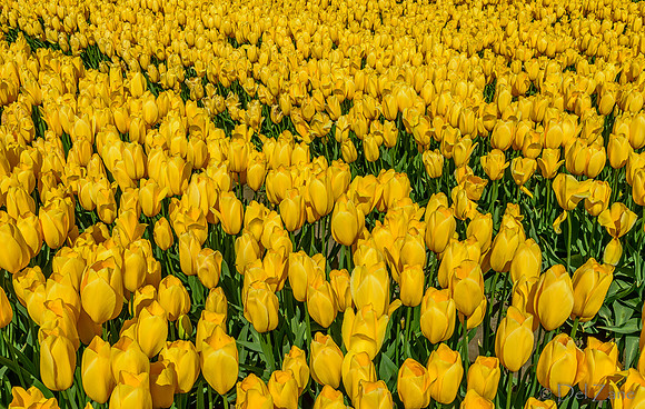 04-08 Tulips and Kites TIFFs--21