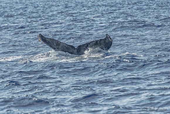 01-28 Whales TIFFS--43