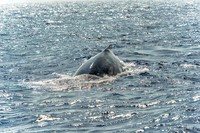 01-28 Whales TIFFS--9