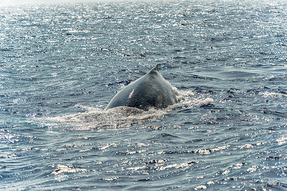 01-28 Whales TIFFS--9