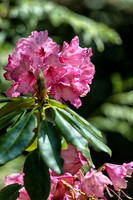 Mother's Day Garden Walk--2