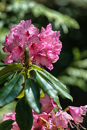 Mother's Day Garden Walk--2