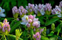 Mother's Day Garden Walk--11