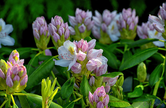 Mother's Day Garden Walk--11