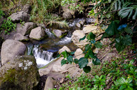 Iao Valley State Park-19