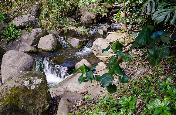 Iao Valley State Park-19