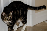 Cats on Parade-14