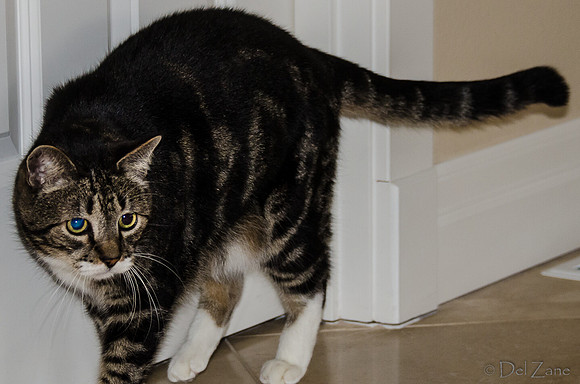 Cats on Parade-14