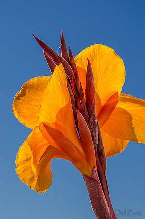09-17 Cannas and Dahlias-4