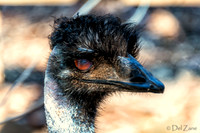Bonorong Animals--9