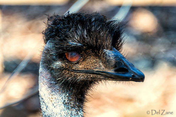 Bonorong Animals--9