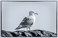 03-24 HamBone Seagull-2