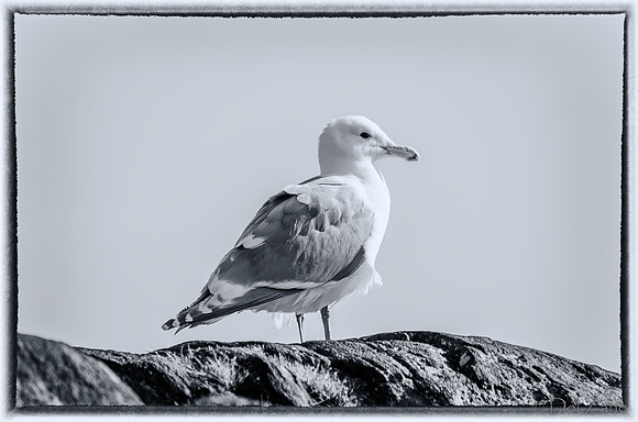 03-24 HamBone Seagull-2
