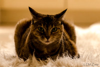 Cats-7