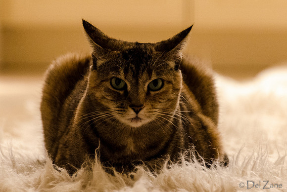 Cats-7