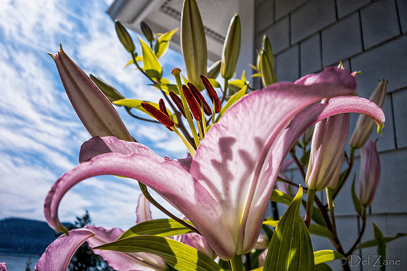 07-21 Lillies TIFFs--17
