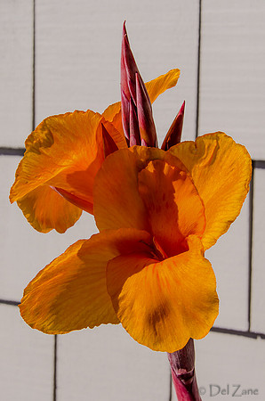 09-17 Cannas and Dahlias-9