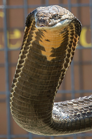 07-20 Snakes--22