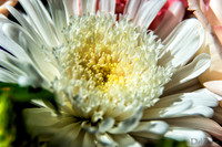 05-03 Macro All 28-300mm D600 Bouquet--16