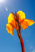 09-17 Cannas and Dahlias-7
