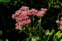 09-12 Shadra's Fall Garden Stroll--13