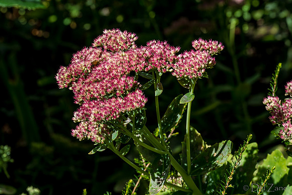 09-12 Shadra's Fall Garden Stroll--13