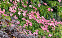 06-18 Backyard Scenes--4