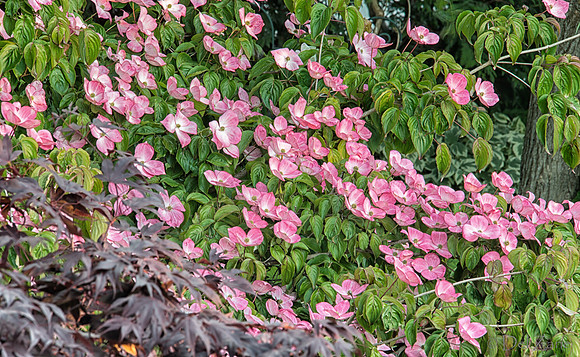 06-18 Backyard Scenes--4