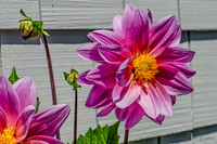 07-13 Dahlias Etc--13