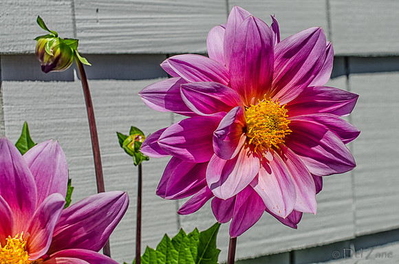 07-13 Dahlias Etc--13