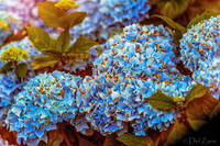06-24 Hydrangea Sunset Bokeh TIFFs--6