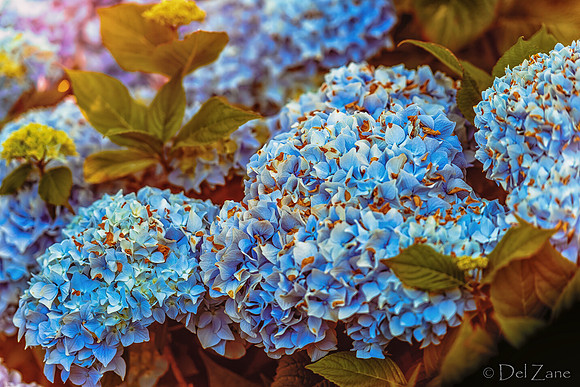 06-24 Hydrangea Sunset Bokeh TIFFs--6