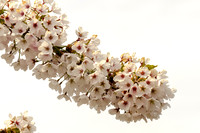 Early Spring Blooms-18
