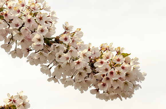 Early Spring Blooms-18